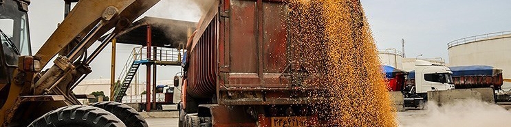 شرکت‌های دولتی واردکننده غلات، سیلو نگهداری ندارند