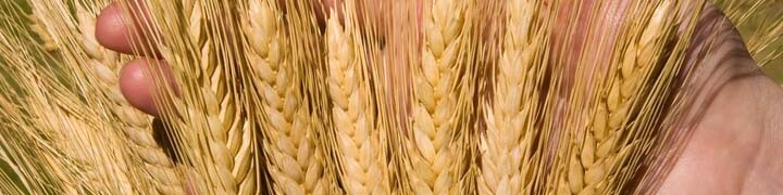 ۲ نفر باعث عدم تعیین نرخ خرید تضمینی گندم شدند