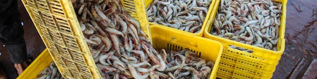 لزوم گسترش زنجیره ارزش در بخش شیلات