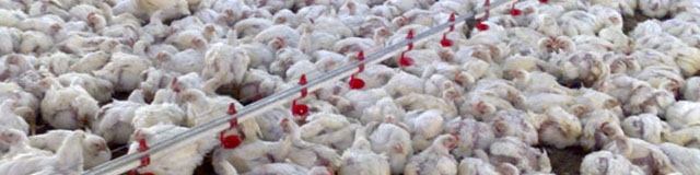 تنظیم بازار و جلوگیری از افزایش بی‌رویه قیمت‌ها؛ ۲ دلیل توقف صادرات مرغ