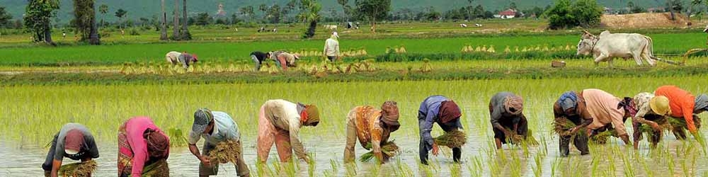 نرخ خرید تضمینی برنج برای سال زراعی ۱۴۰۳-۱۴۰۴ تعیین شد