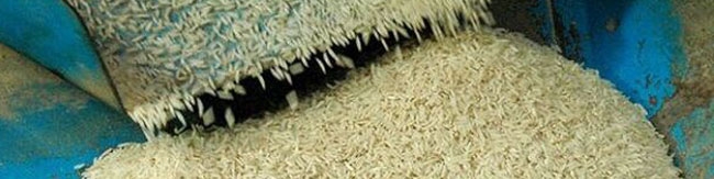 ممنوعیت واردات برنج راهکار درمانی است یا دستاویز دلالان برای گرانی؟