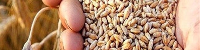 تاخیر هر ساله پرداخت مطالبات گندمکاران؛ گره کار کجاست؟