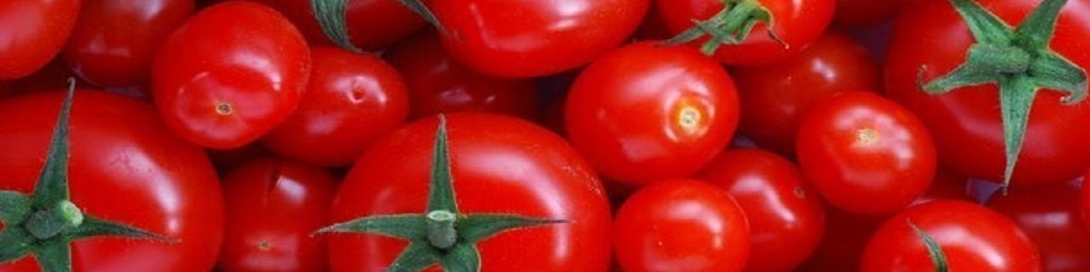 کاهش قیمت گوجه فرنگی