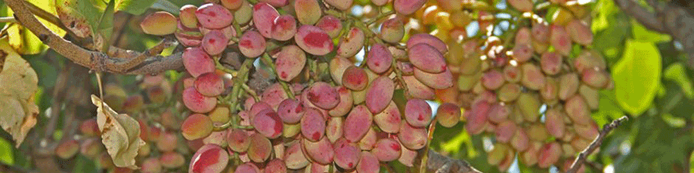 نوری قزلجه: ایرادات وارده به محصول پسته ایرانی در حال رفع شدن است