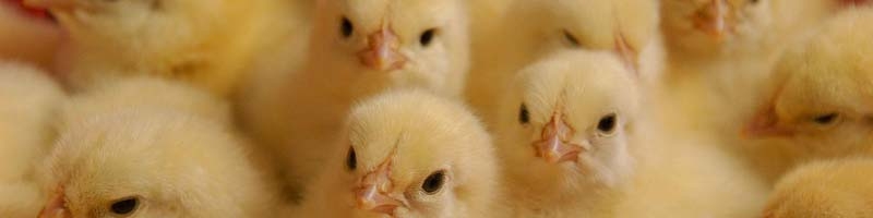 سقف قیمت جوجه یک روزه تعیین شد