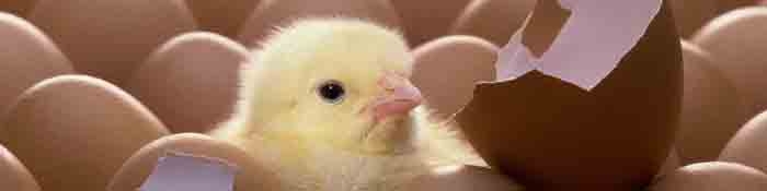 عرضه جوجه یک‌روزه به بازارگاه به دلیل یک سری ابهامات فعلاً منتفی است