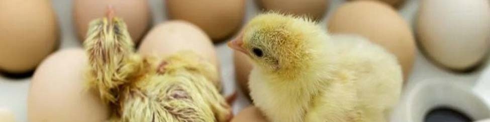 آیا بالاخره عرضه جوجه یک روزه از طریق بازارگاه خواهد بود؟