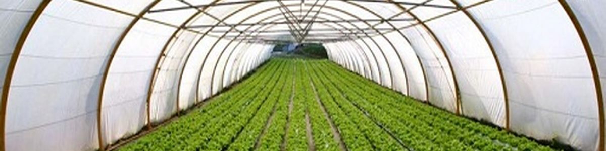 هدفگذاری ۱۰ میلیون تن تولید محصولات گلخانه‌ای در برنامه هفتم