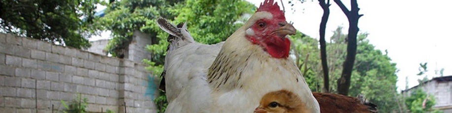 اپیدمی آنفلوانزای فوق حاد پرندگان در کشور گزارش نشده است