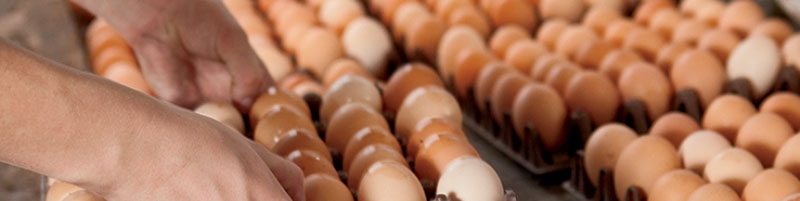 تخم‌مرغ کف بازار چند؟