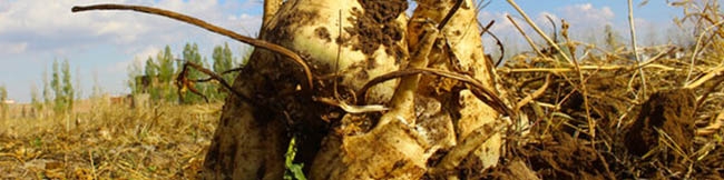 تولید چغندرقند در کشور رکورد زد