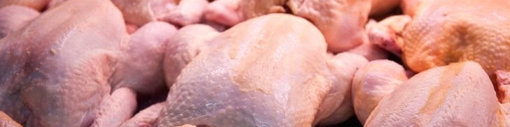 خبری از مرغ ارزان نیست!