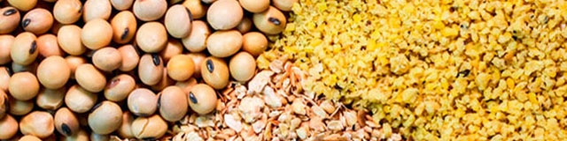 روسیه به زودی صادرات ذرت و جو را ممنوع می‌کند