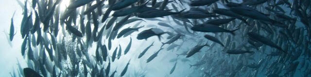 رشد صادرات آبزیان در ۹ ماهه امسال/ تورم صفر درصدی کنسرو تون ماهی با مدیریت واردات