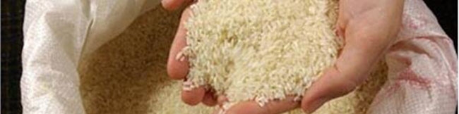 بازار نیازمند افزایش عرضه برنج خارجی و ایرانی است