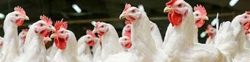 وزارت جهاد کشاورزی شرایط جدید جوجه ریزی گوشتی را اعلام کرد