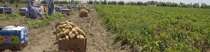 قیمت سیب زمینی در میادین میوه و تره بار ۳۶ هزار تومان شد