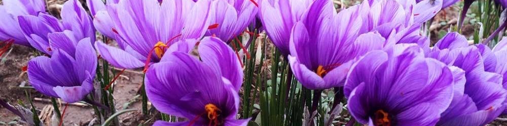 صادرات زعفران به ۱۶۱ تن رسید