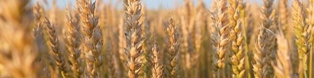 قیمت منطقی خرید تضمینی گندم ۲۴ هزارتومان است