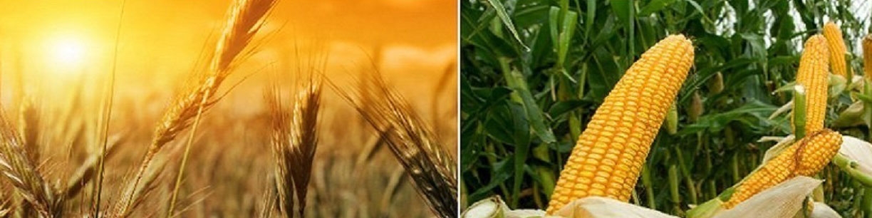 ارز واردات سموم کشاورزی توافقی شد