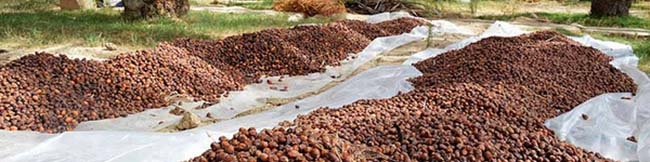 ممنوعیت صادرات سه نوع خرما