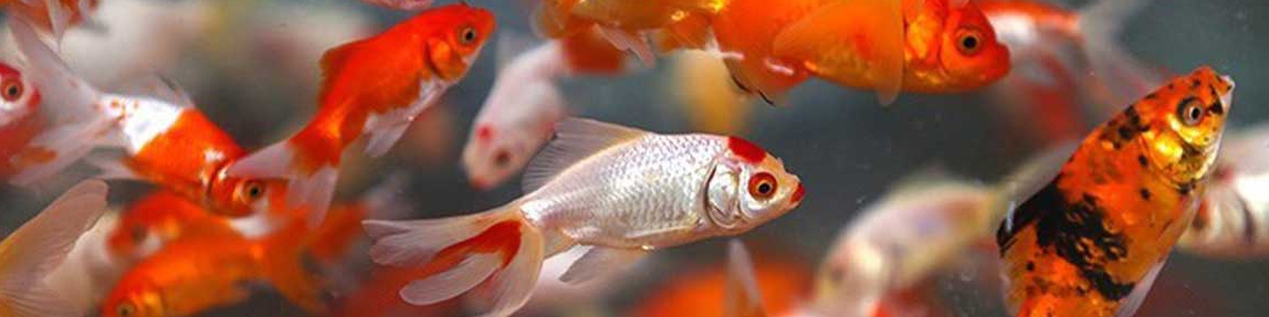 افراد هشدار خرید ماهی قرمز را جدی بگیرند