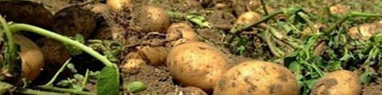 کمبود و گرانی دوباره سیب زمینی در بازار