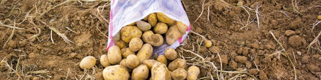 کاهش تدریجی قیمت سیب‌زمینی در بازار؛ ورود محموله‌های جدید از جنوب