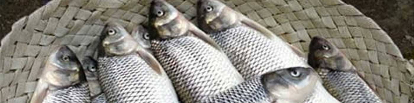 رشد ۵ درصدی صید ماهی سفید