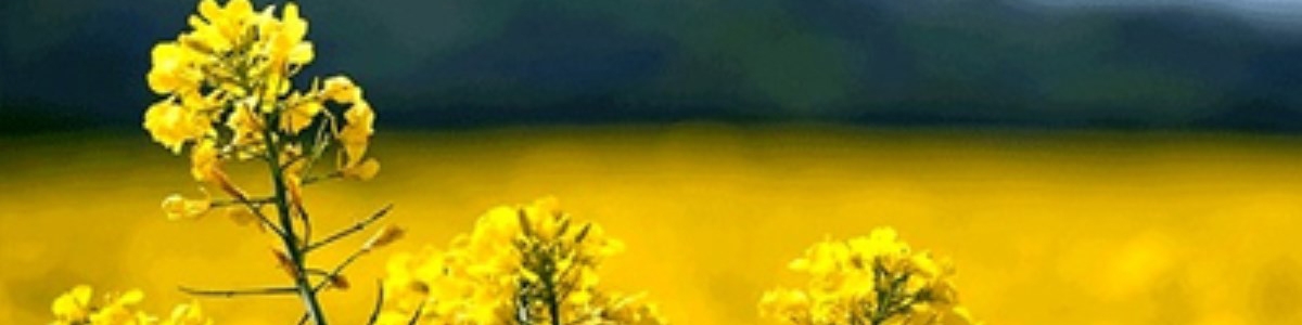 خرید تضمینی کلزا آغاز شد