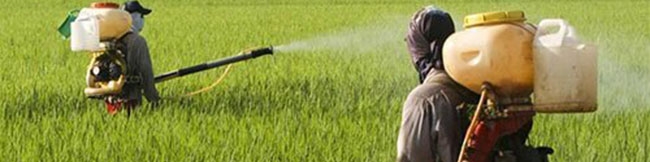 سموم محصولات کشاورزی با رعایت بالاترین استاندارد جهانی در کشور مصرف می‌شود