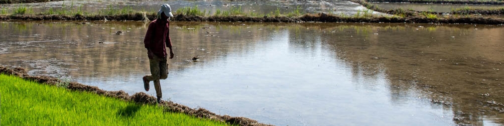 کشت بی‌رویه برنج در استان‌های کم‌آب؛ سیاست‌های تشویقی ناکام ماند