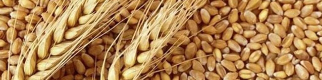 پیش‌بینی وزارت جهادکشاورزی از افت شدید تولید گندم امسال