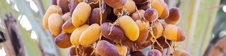 پتانسیل صادرات یک میلیارد دلار خرما به بازار‌های هدف وجود دارد