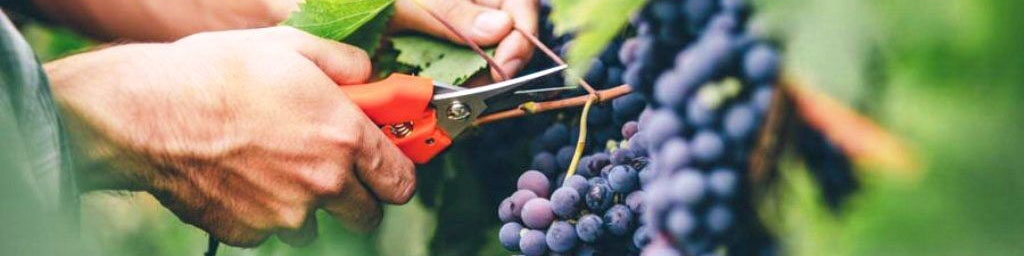 صادرات ۵.۲ میلیارد دلاری محصولات کشاورزی در سال ۱۴۰۳/ ثبت رشد ۲۹ درصدی