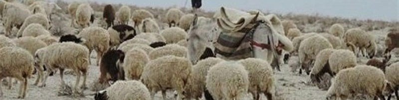 ارزآوری صادرات دام سبک برابر درآمد نفتی خواهد بود