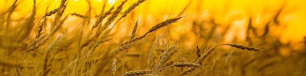 نرخ پیشنهادی خرید تضمینی هر کیلوگرم گندم ۲۴ هزار تومان اعلام شد