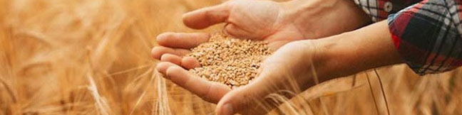 تاکنون ۲۰۰ تا ۲۵۰ هزار تن گندم، خرید تضمینی شد