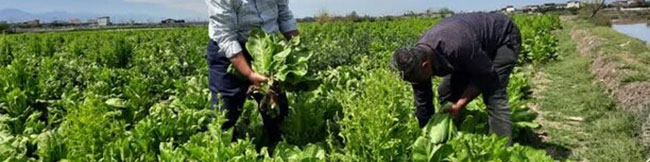 امسال ۵۵ هکتار اراضی کشاورزی به کشت کاهو اختصاص یافت