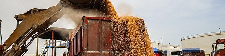 پیگیر افزایش نرخ خرید تضمینی گندم از کانال مجلس