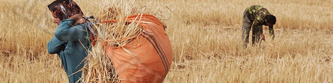 اعتبار موجود، اصلاح قیمت خرید تضمینی گندم را پاسخ می‌دهد