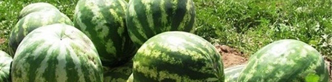 بالابودن نیترات در هندوانه تولیدی صحت ندارد