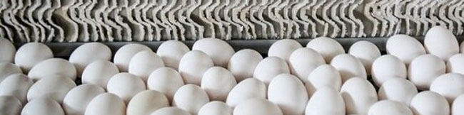 صادرات تخم‌مرغ به عمان به زودی آغاز می‌شود