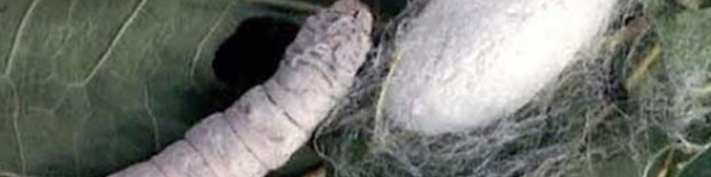 ظرفیت بالای نوغانداری در کشور/ واردات نخ ابریشم همچنان ادامه دارد