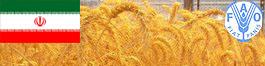 عبور تولید غلات ایران از مرز 20 میلیون تن و تداوم واردات گندم