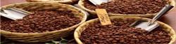 سقوط قیمت دانه قهوه در بازار جهانی