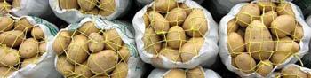 100هزار تن سیب‌زمینی دور ریخته شد