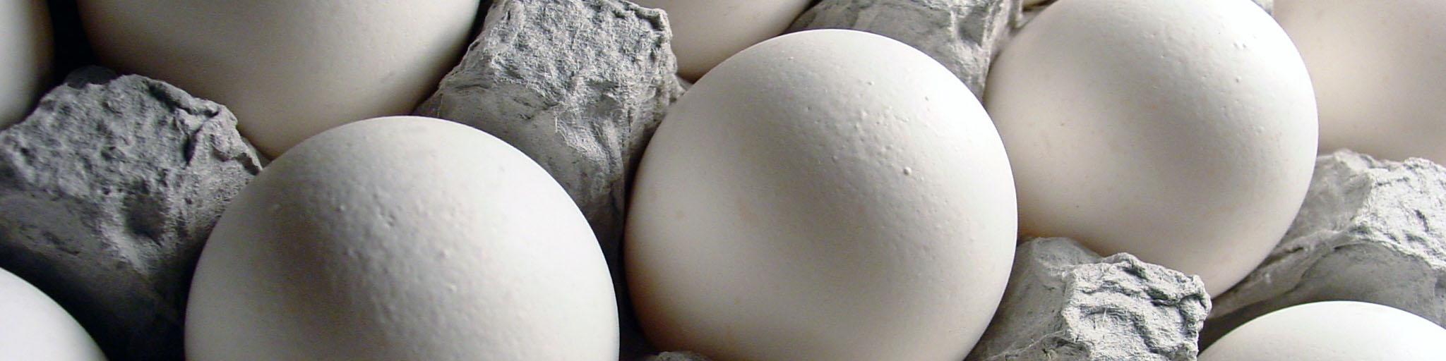 تعیین تکلیف افزایش صادرات و ذخیره سازی تخم مرغ هفته آینده در وزارت جهاد کشاورزی