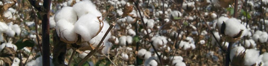 بررسی بازار پنبه و نخ پنبه در چین و تهران